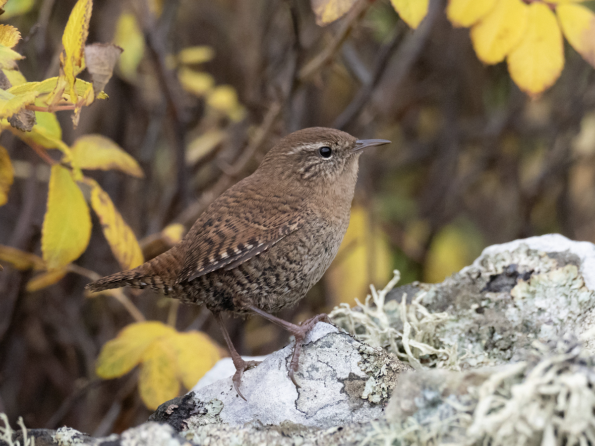 Eurasian Wren (Shetland) - Simon Colenutt