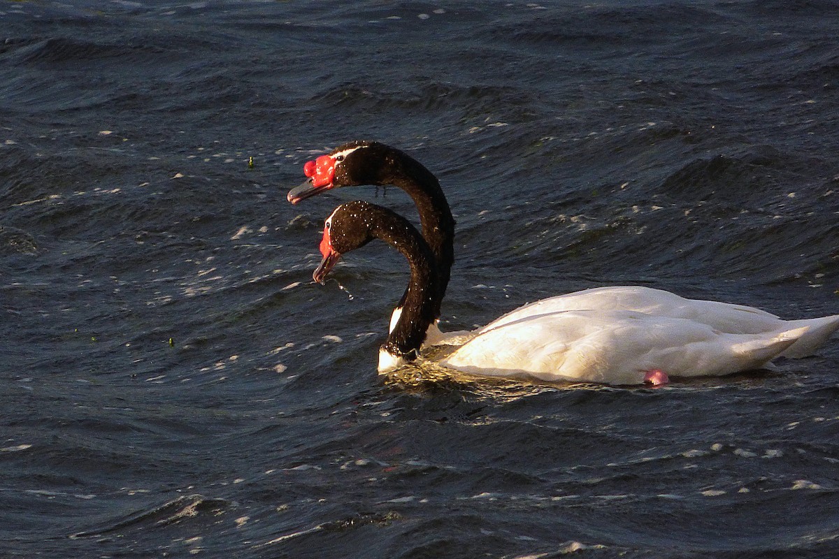Black-necked Swan - oscar vilches mendoza