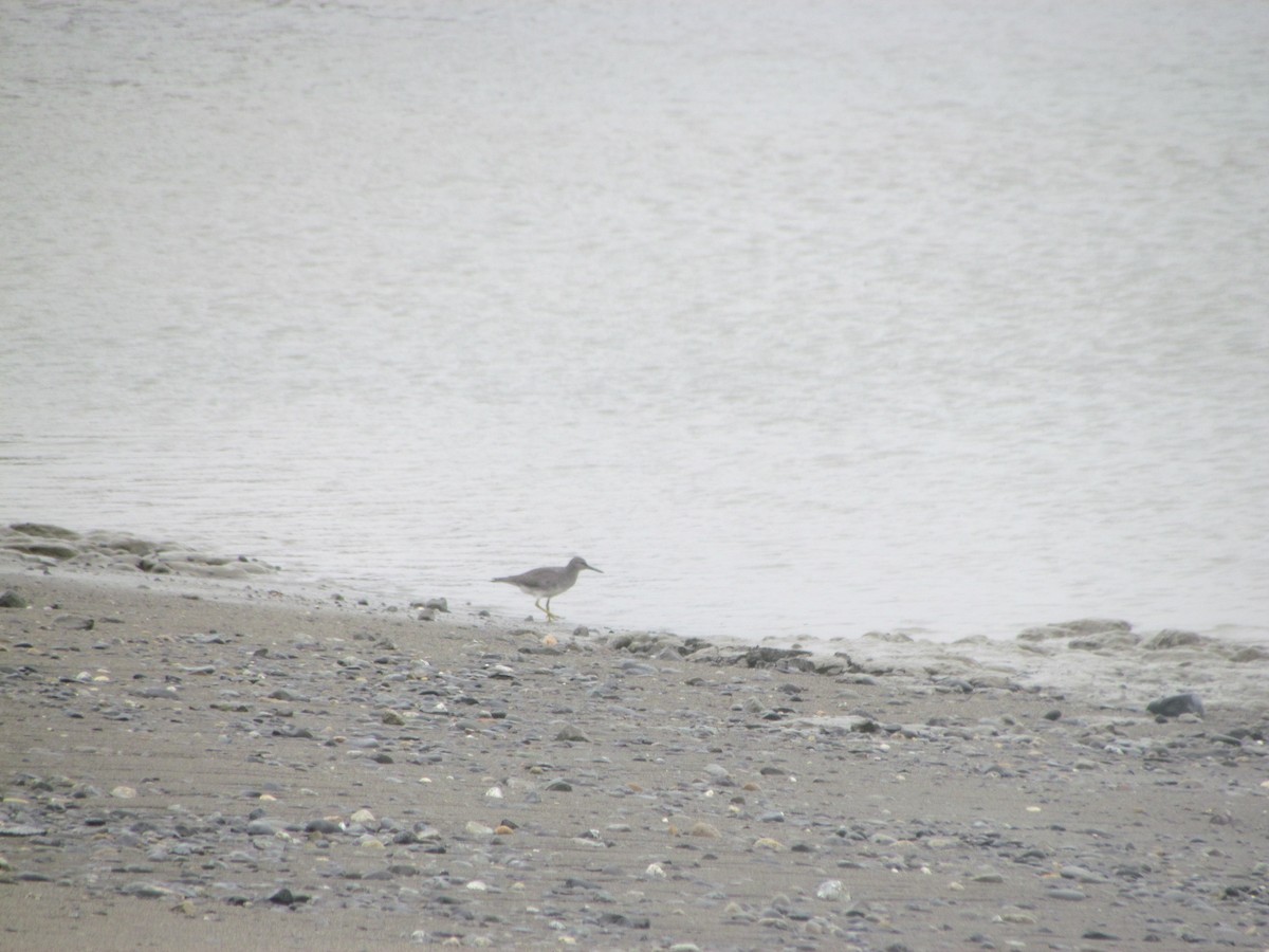 Wandering Tattler - ML238059101