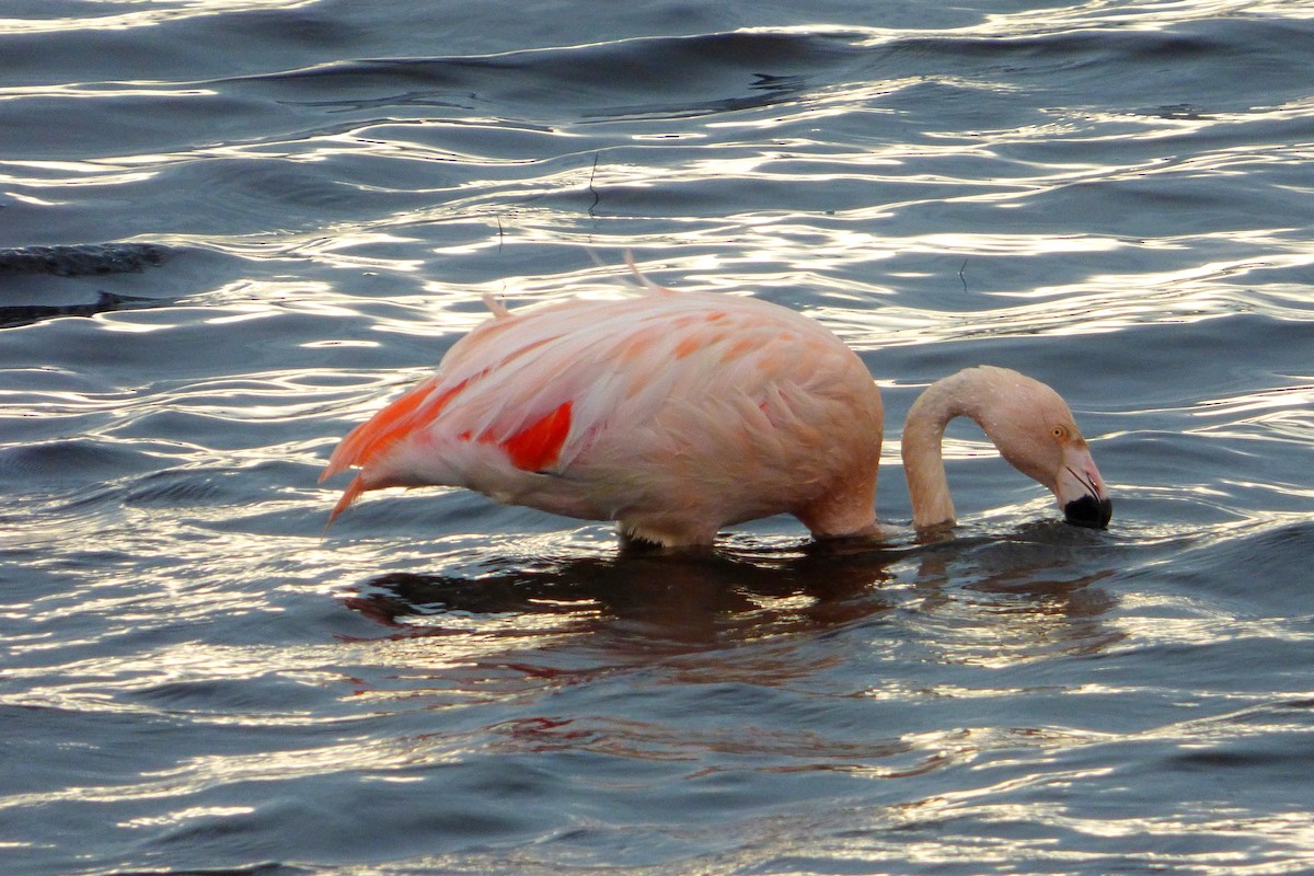 Chilean Flamingo - oscar vilches mendoza