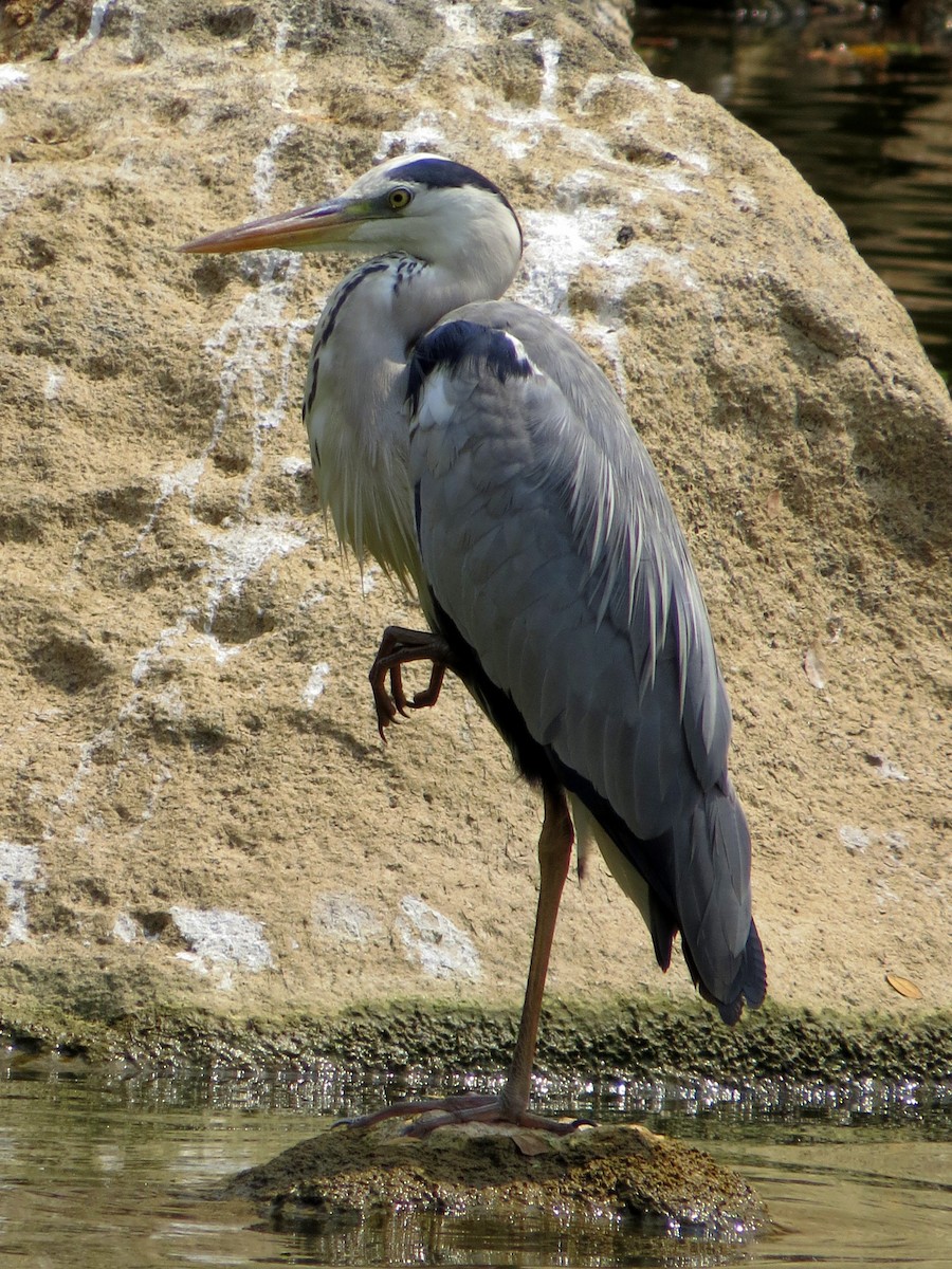 Gray Heron - ML238061011