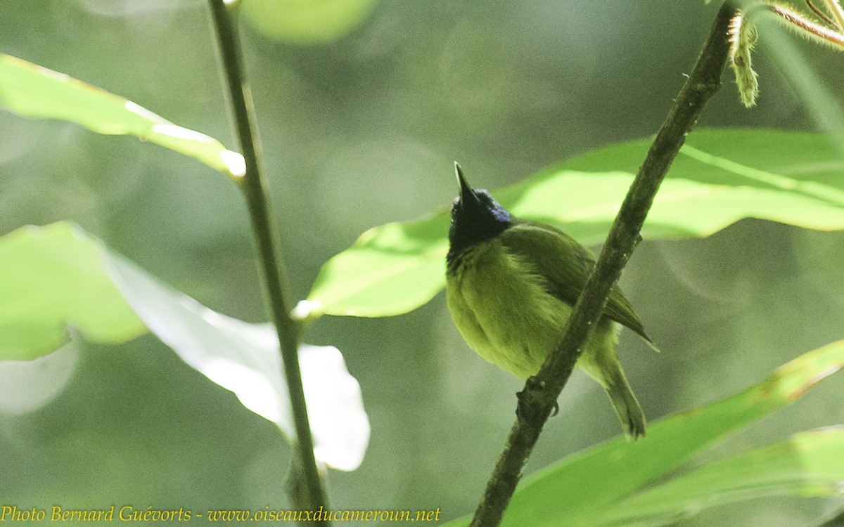 Cameroon Sunbird - ML238061491