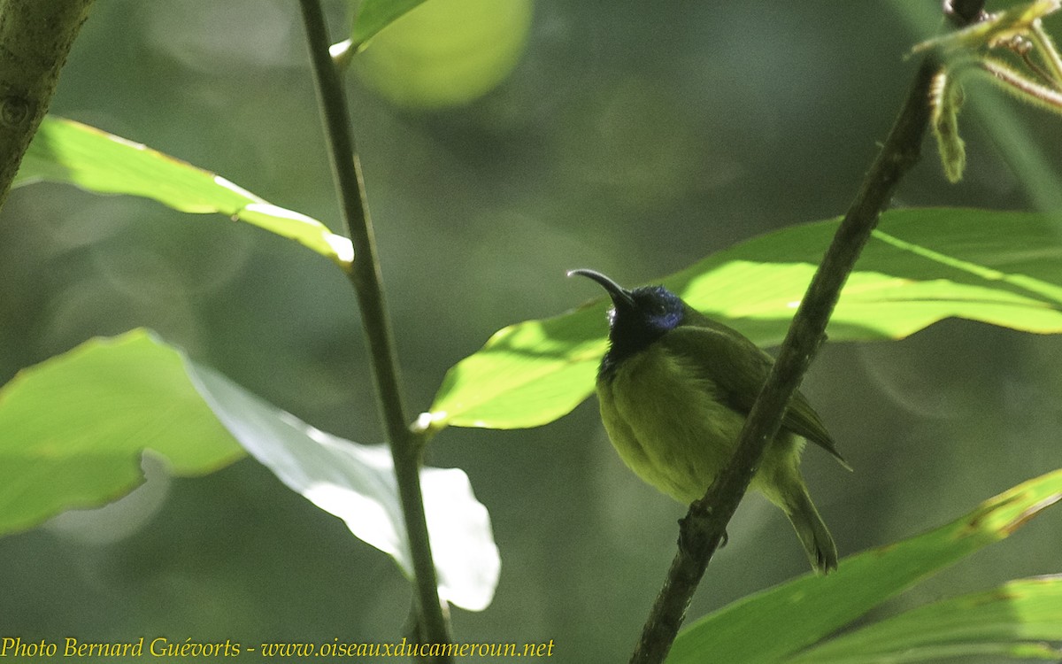 Blaukopf-Nektarvogel - ML238061501