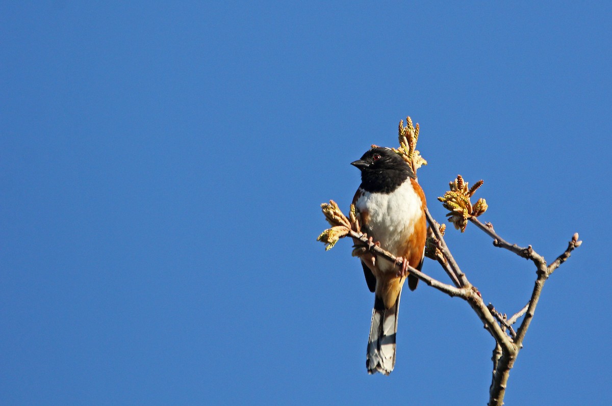 Eastern Towhee - ML238061561