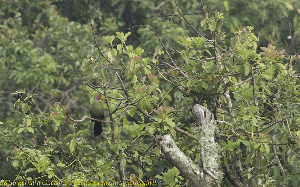 Turaco de Bannerman - ML238063661