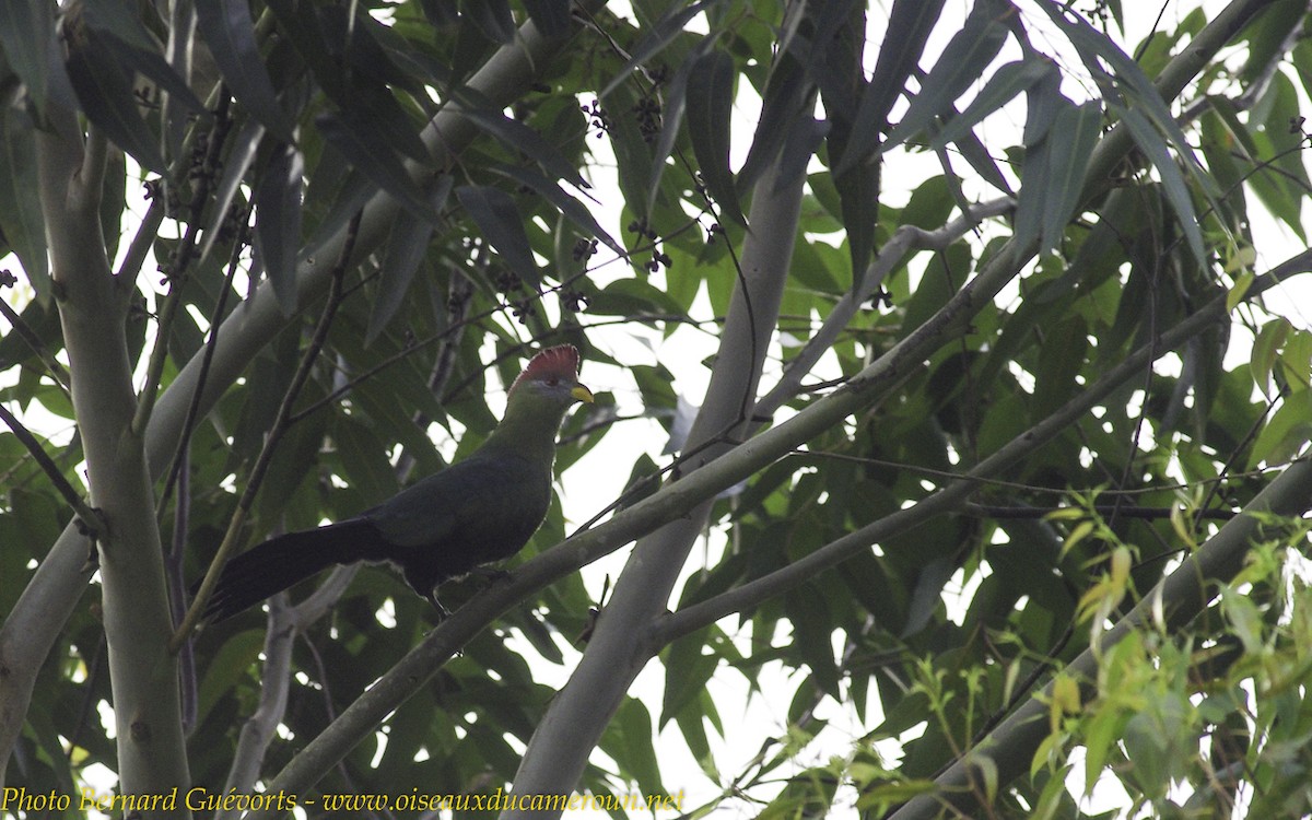 Bannerman's Turaco - Bernard Guevorts