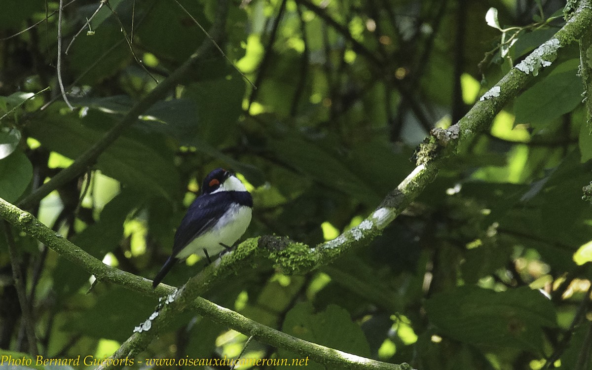 Banded Wattle-eye - Bernard Guevorts