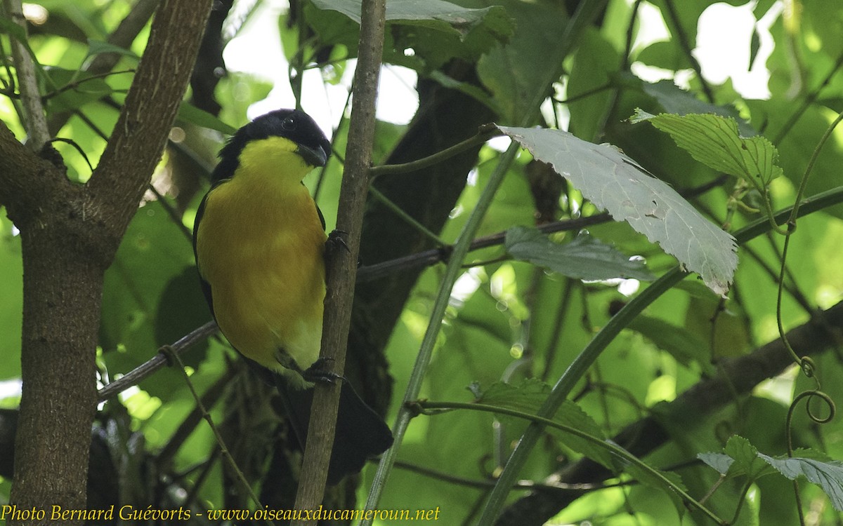 Yellow-breasted Boubou - ML238064171