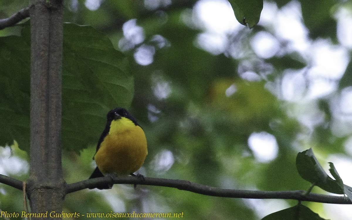 Yellow-breasted Boubou - ML238064181