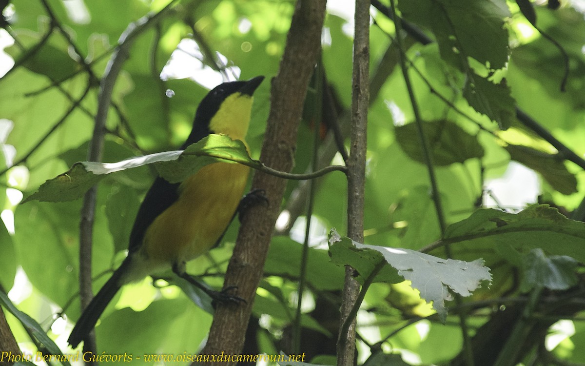 Yellow-breasted Boubou - ML238064191