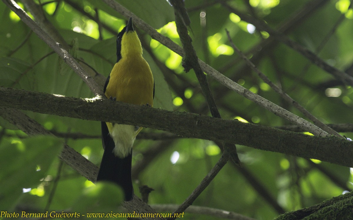 Yellow-breasted Boubou - ML238064201