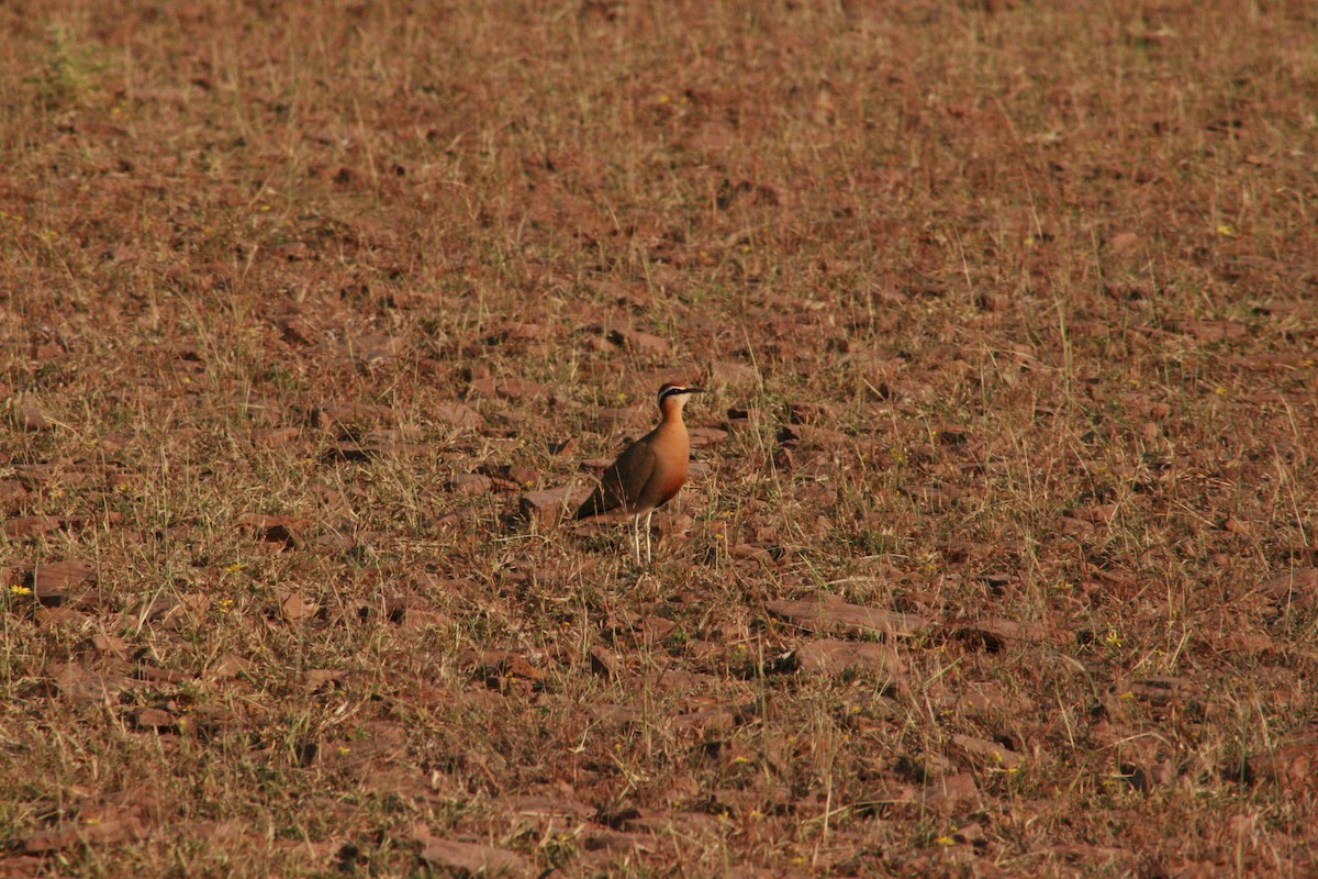 Indian Courser - ML238064861