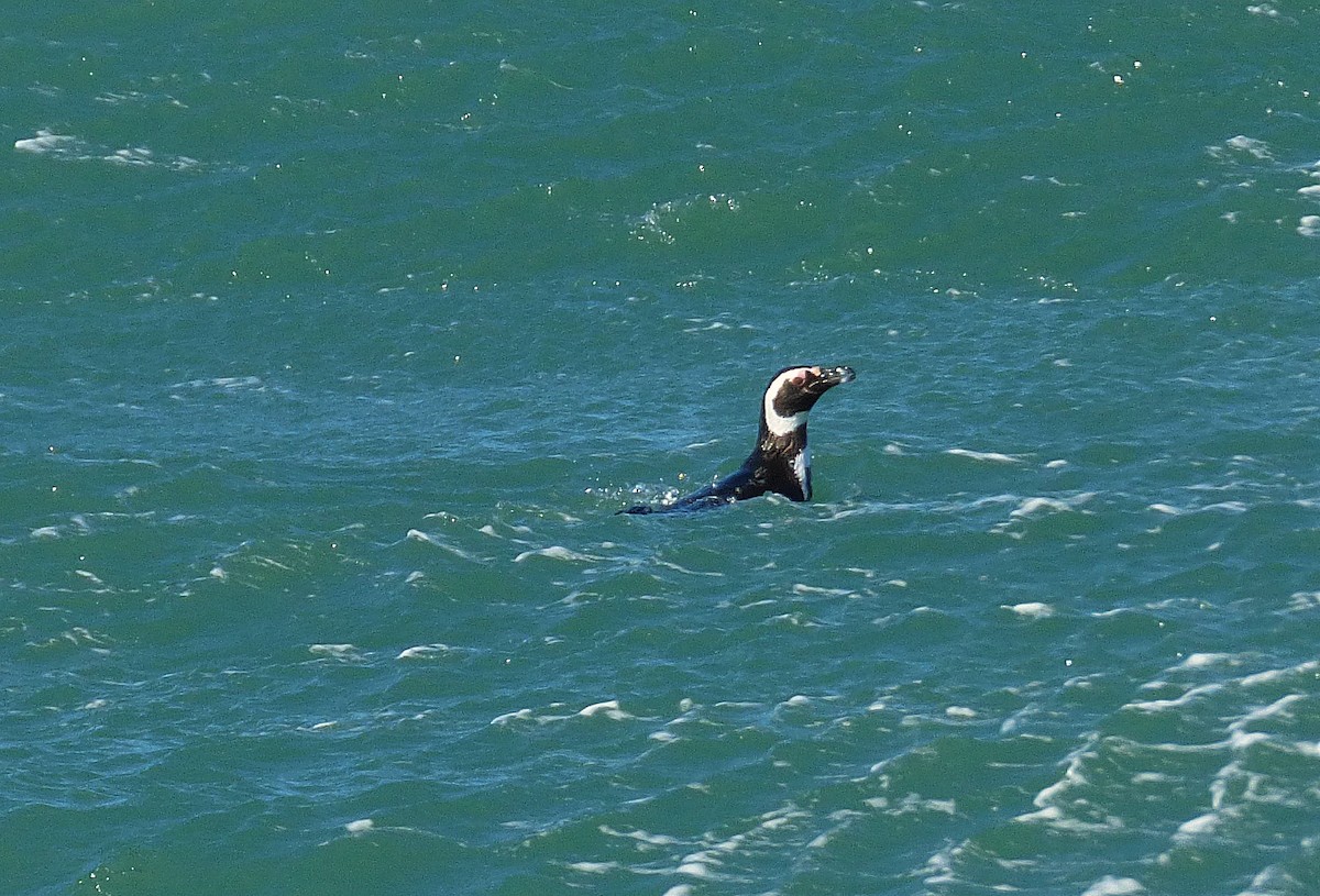 Magellanic Penguin - ML238065291