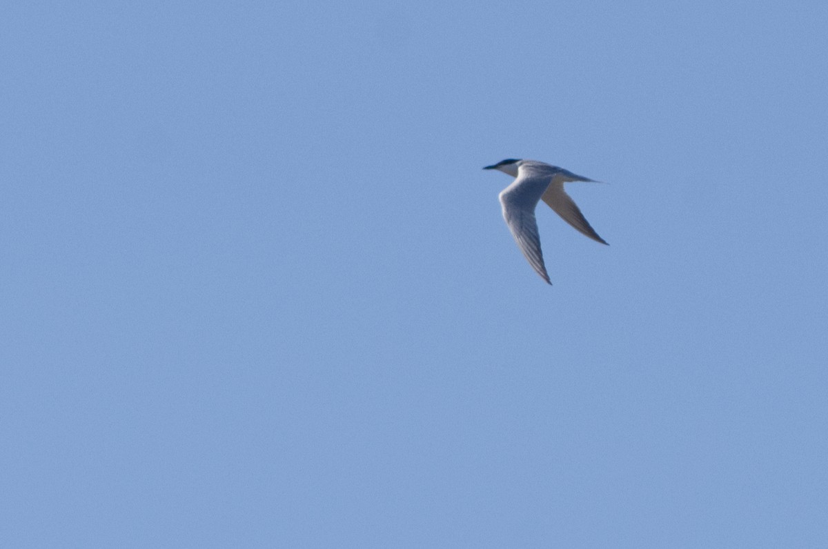 Gull-billed Tern - Lorenzo Cocco