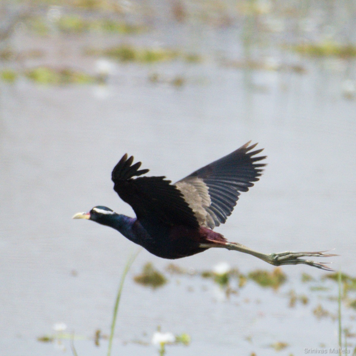 Bronze-winged Jacana - ML238066271