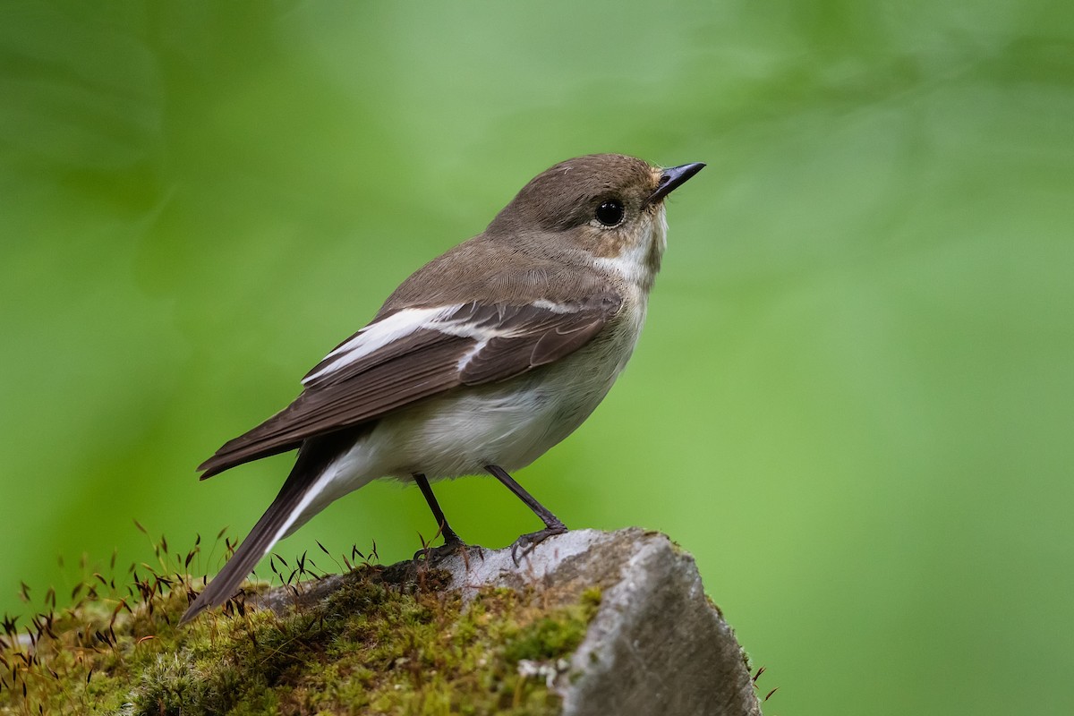 European Pied Flycatcher - ML238066961