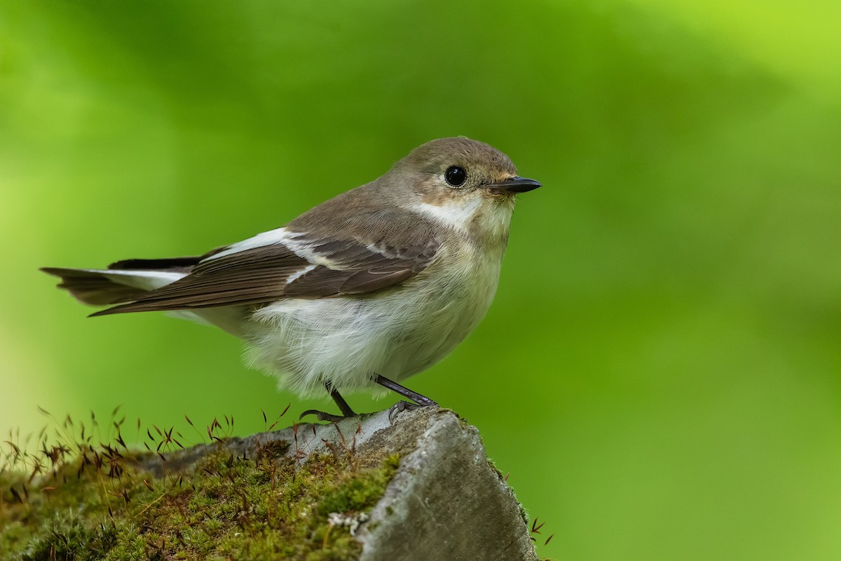 European Pied Flycatcher - ML238066971