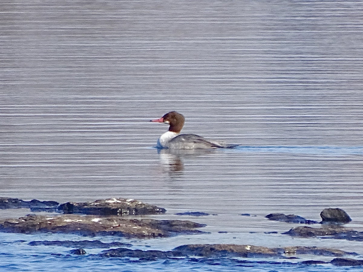 Common Merganser - ML23806771