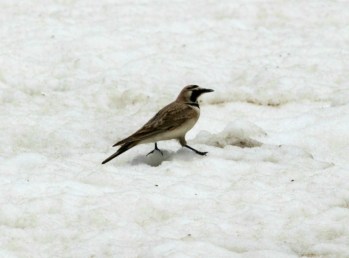 Horned Lark - ML238067711