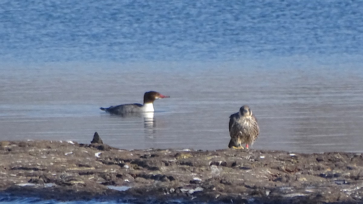 Peregrine Falcon - ML23806801