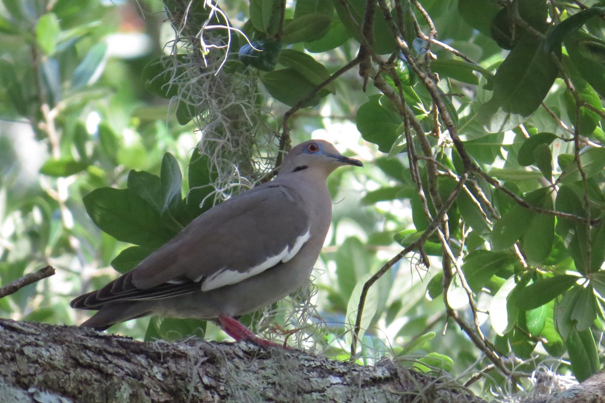 White-winged Dove - ML238069291