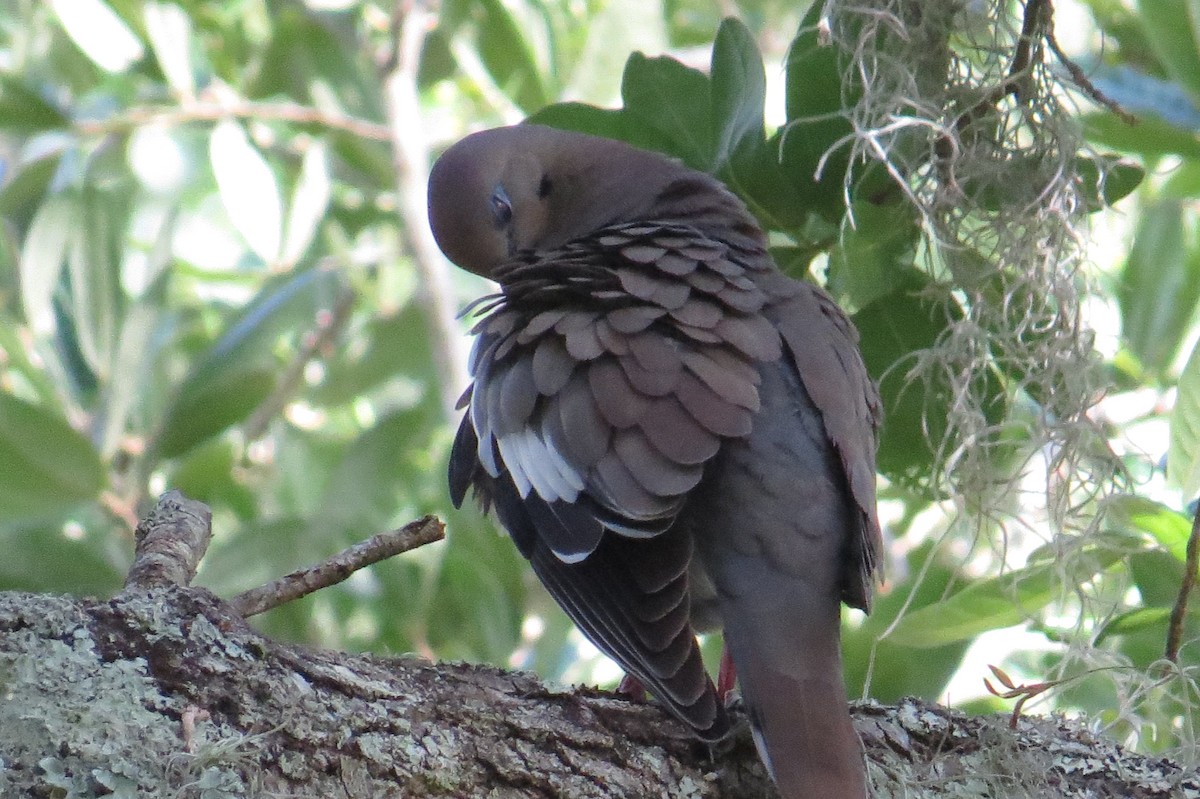 White-winged Dove - ML238069321