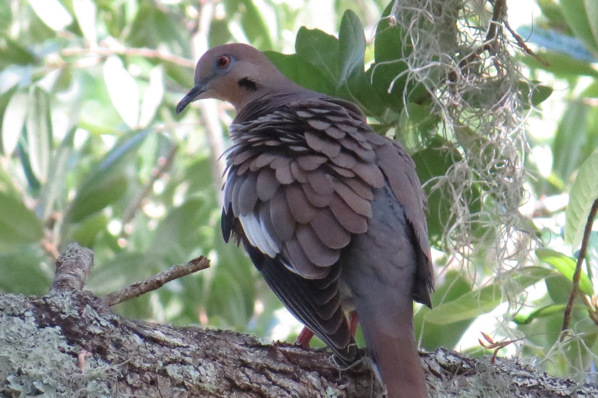 White-winged Dove - ML238069331