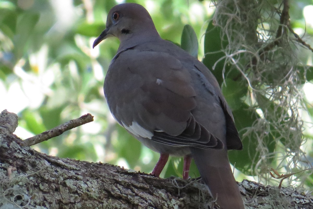 White-winged Dove - ML238069341