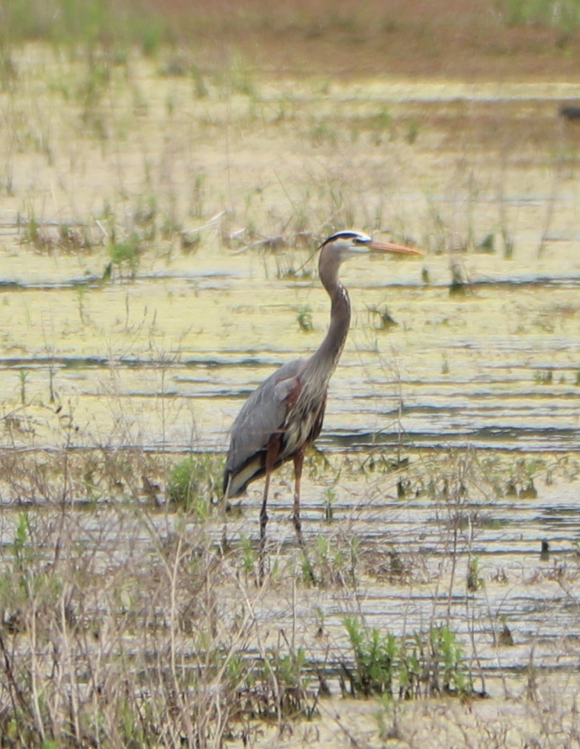 Great Blue Heron - valerie heemstra