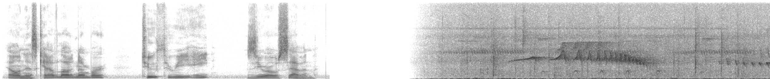 White-flanked Antwren (White-flanked) - ML23807