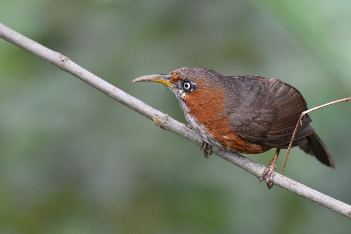 Rusty-cheeked Scimitar-Babbler - ML238073101