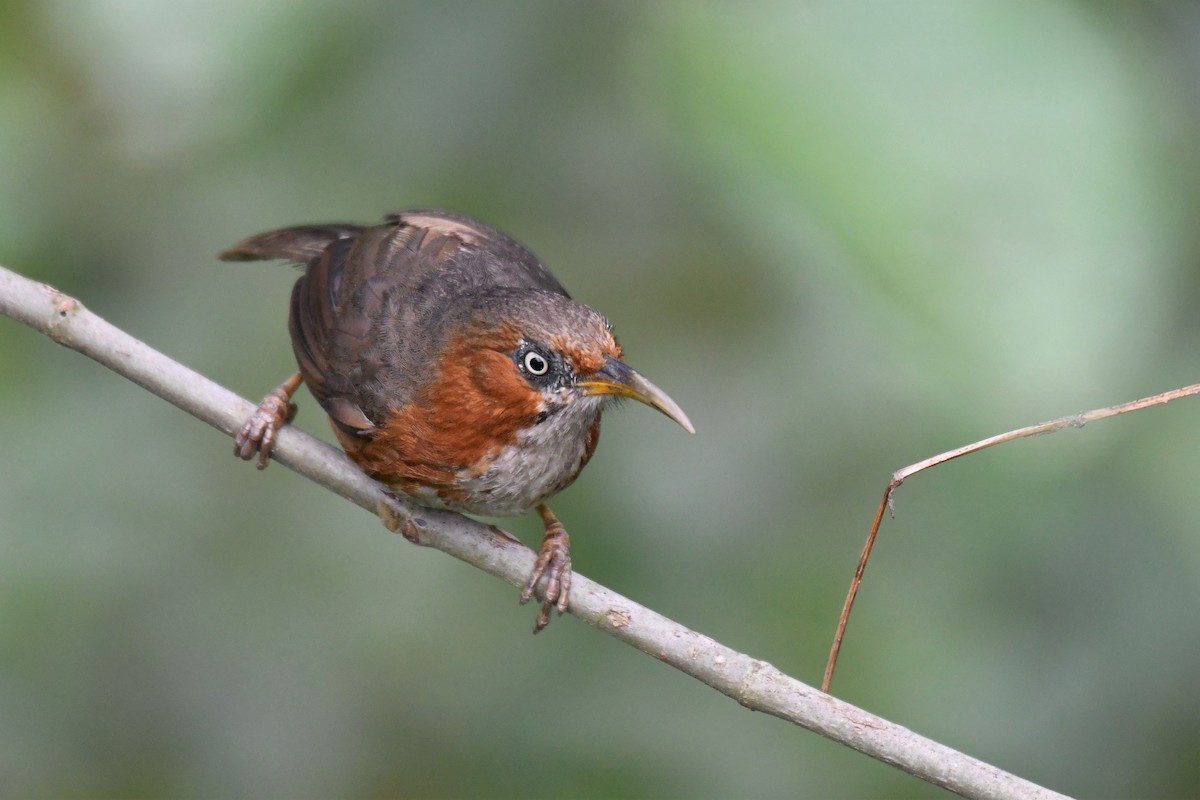 Rusty-cheeked Scimitar-Babbler - Ian Hearn