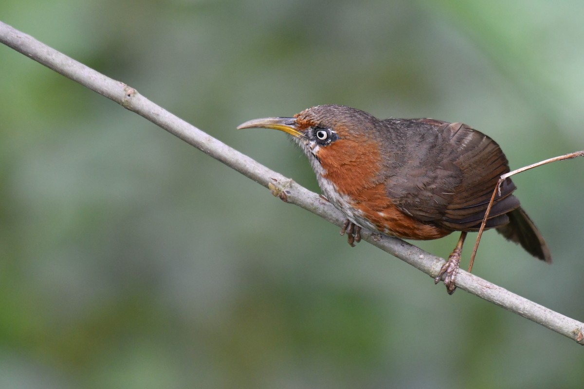 Rusty-cheeked Scimitar-Babbler - ML238073121