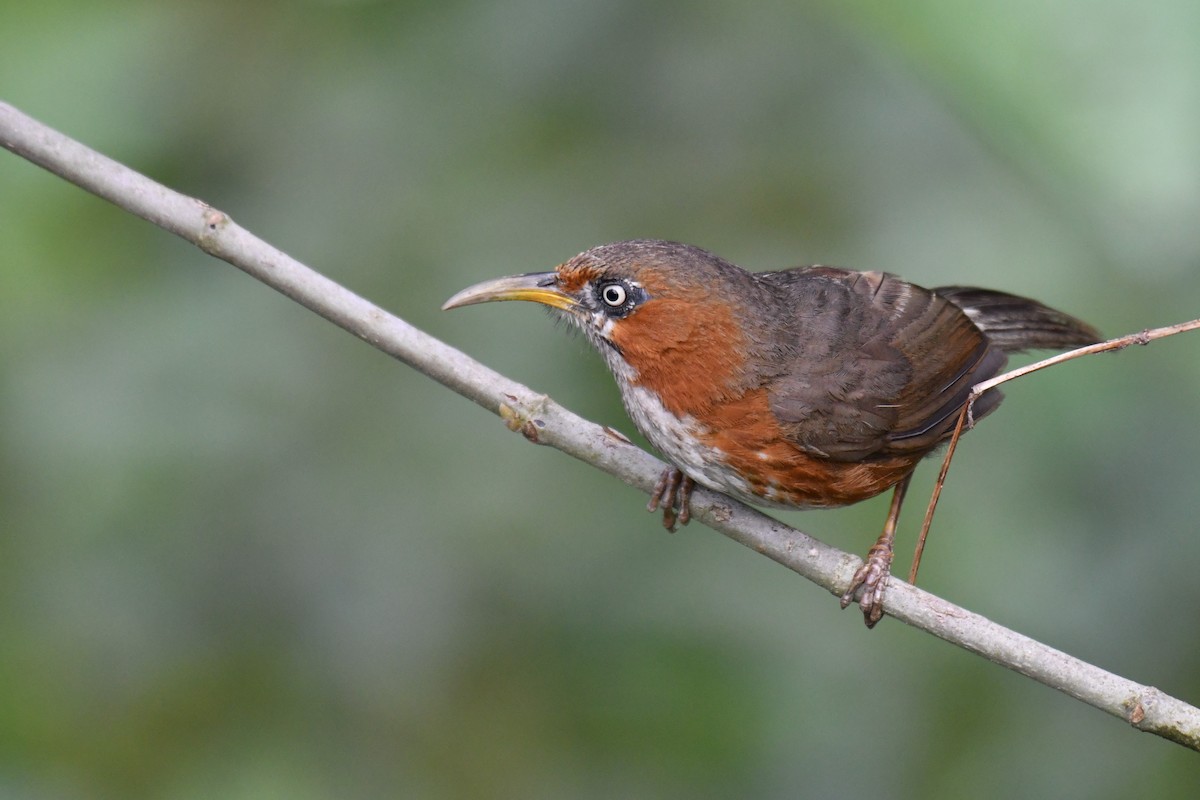 Rusty-cheeked Scimitar-Babbler - ML238073131