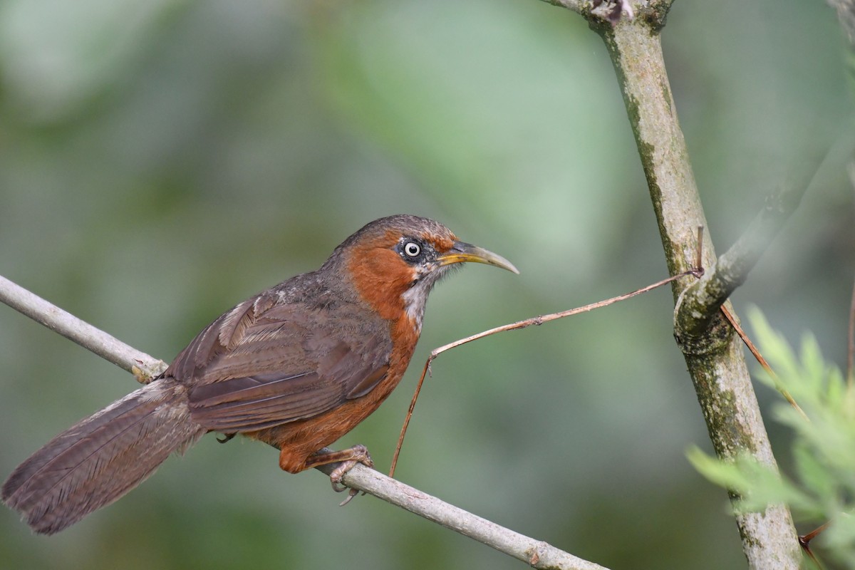 Rusty-cheeked Scimitar-Babbler - ML238073161