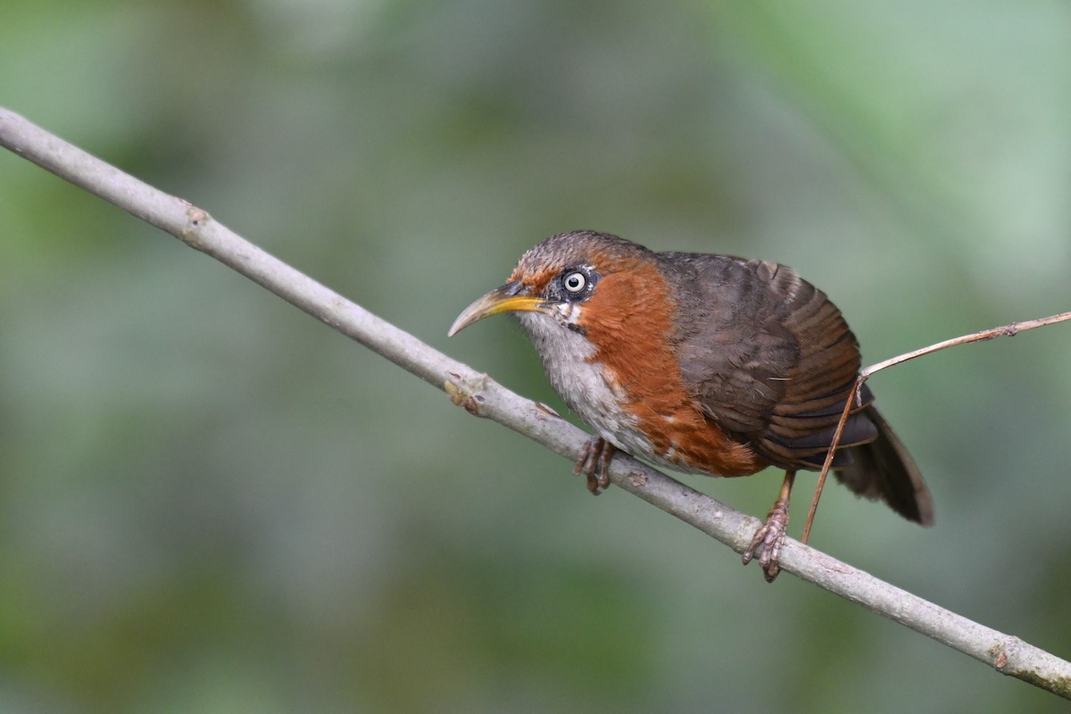 Rusty-cheeked Scimitar-Babbler - ML238073171