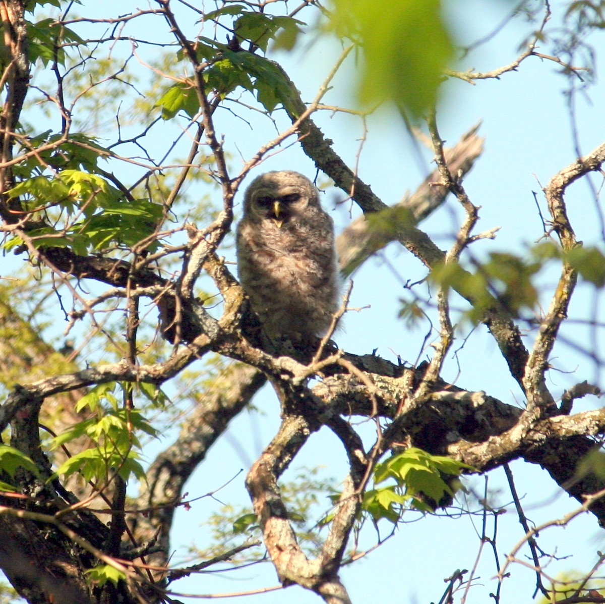 Barred Owl - ML238073941