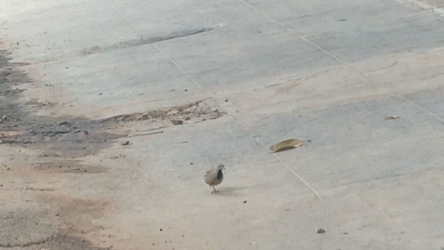 Barred Buttonquail - ML238074901