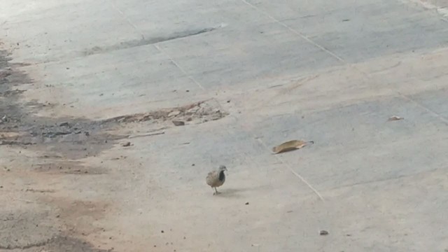 Barred Buttonquail - ML238074901