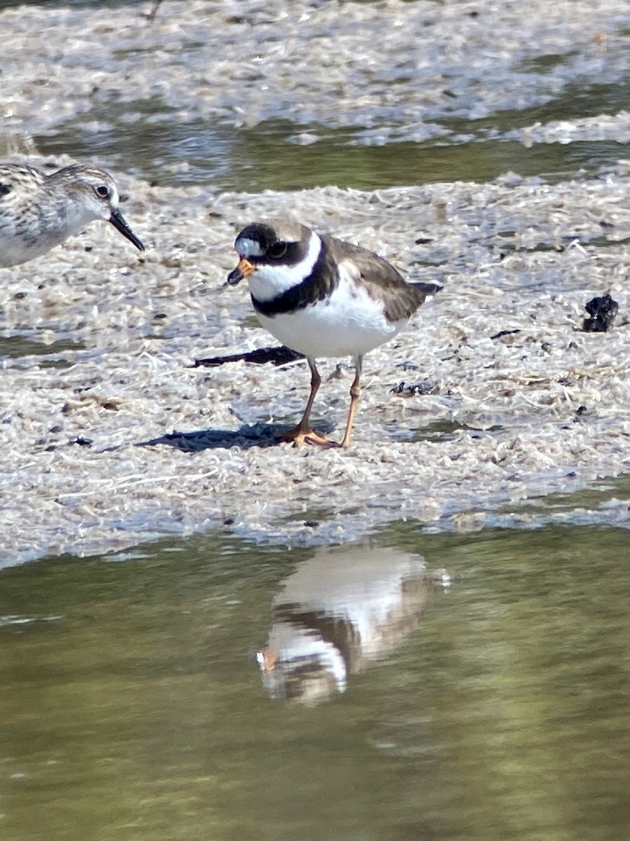 Semipalmated Plover - ML238077211