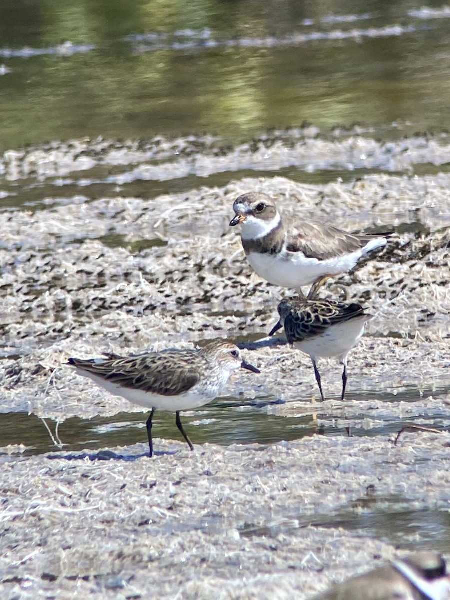 Semipalmated Plover - ML238077291