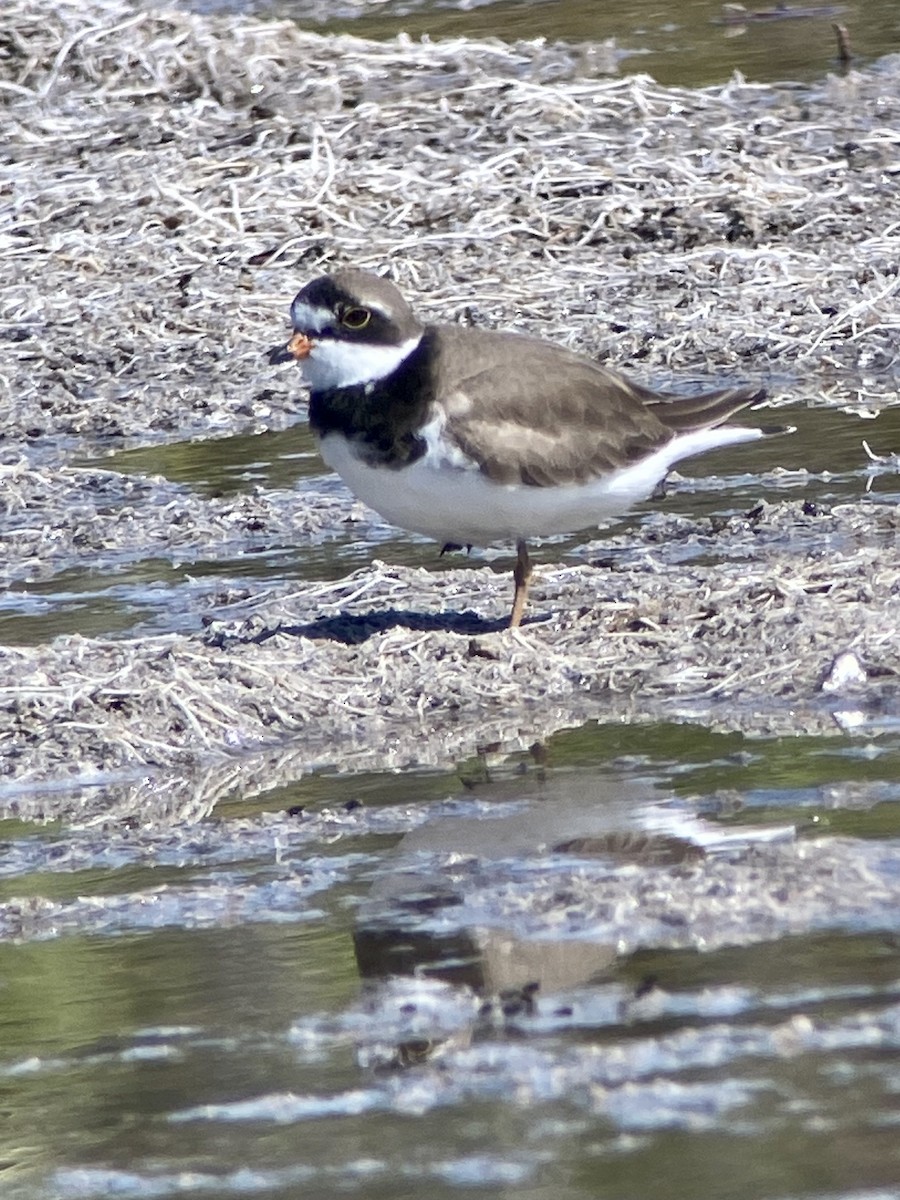 Semipalmated Plover - ML238077301