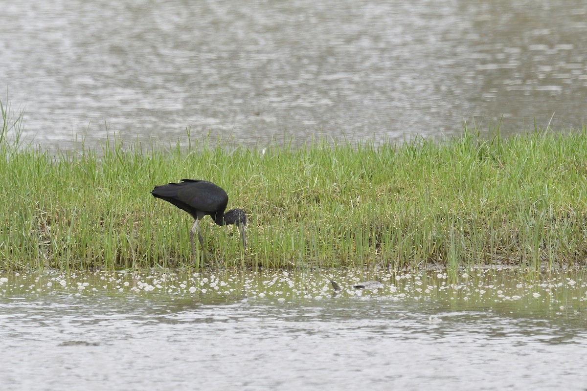 ibis hnědý - ML238077311