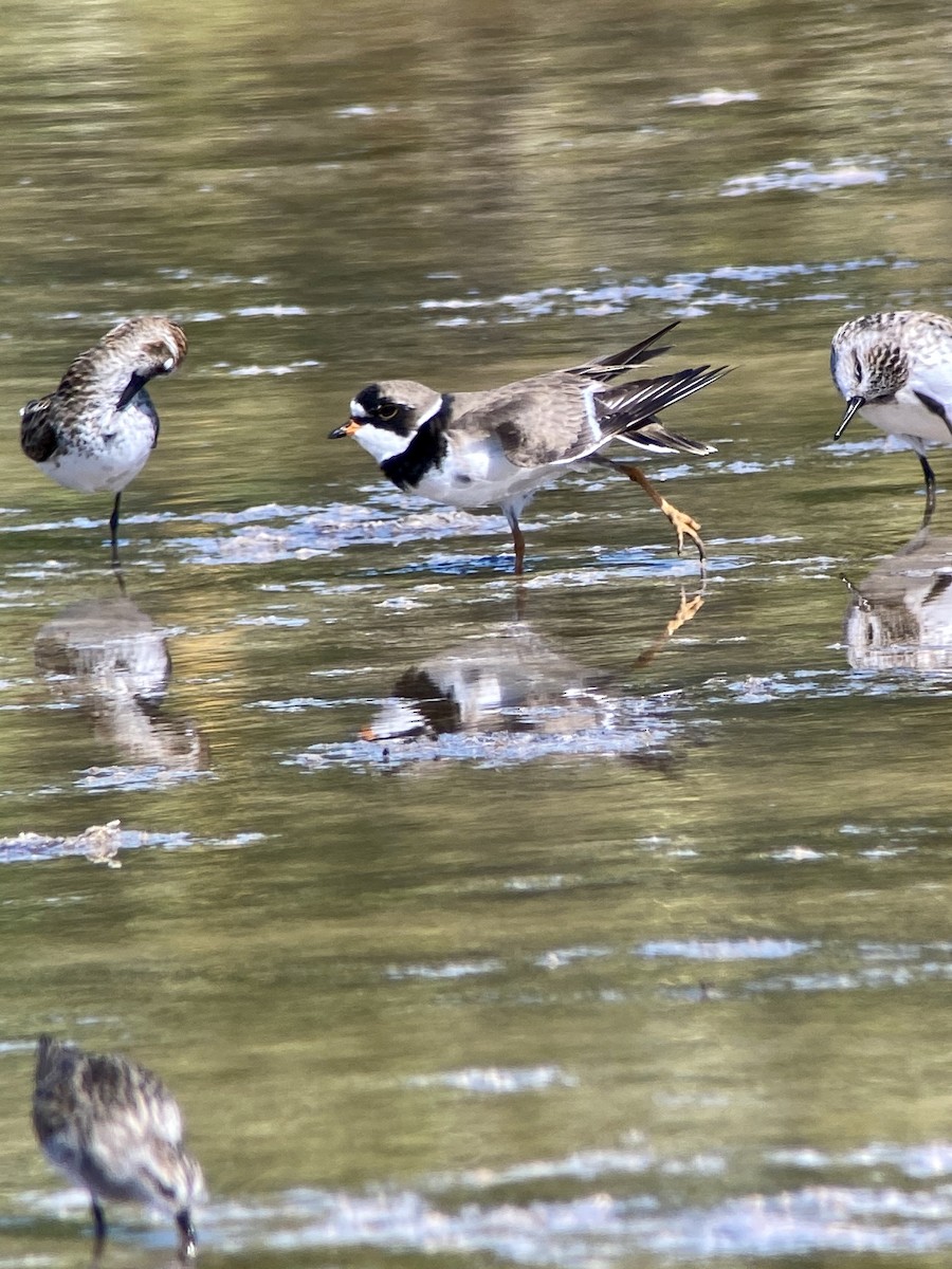 Semipalmated Plover - ML238077361