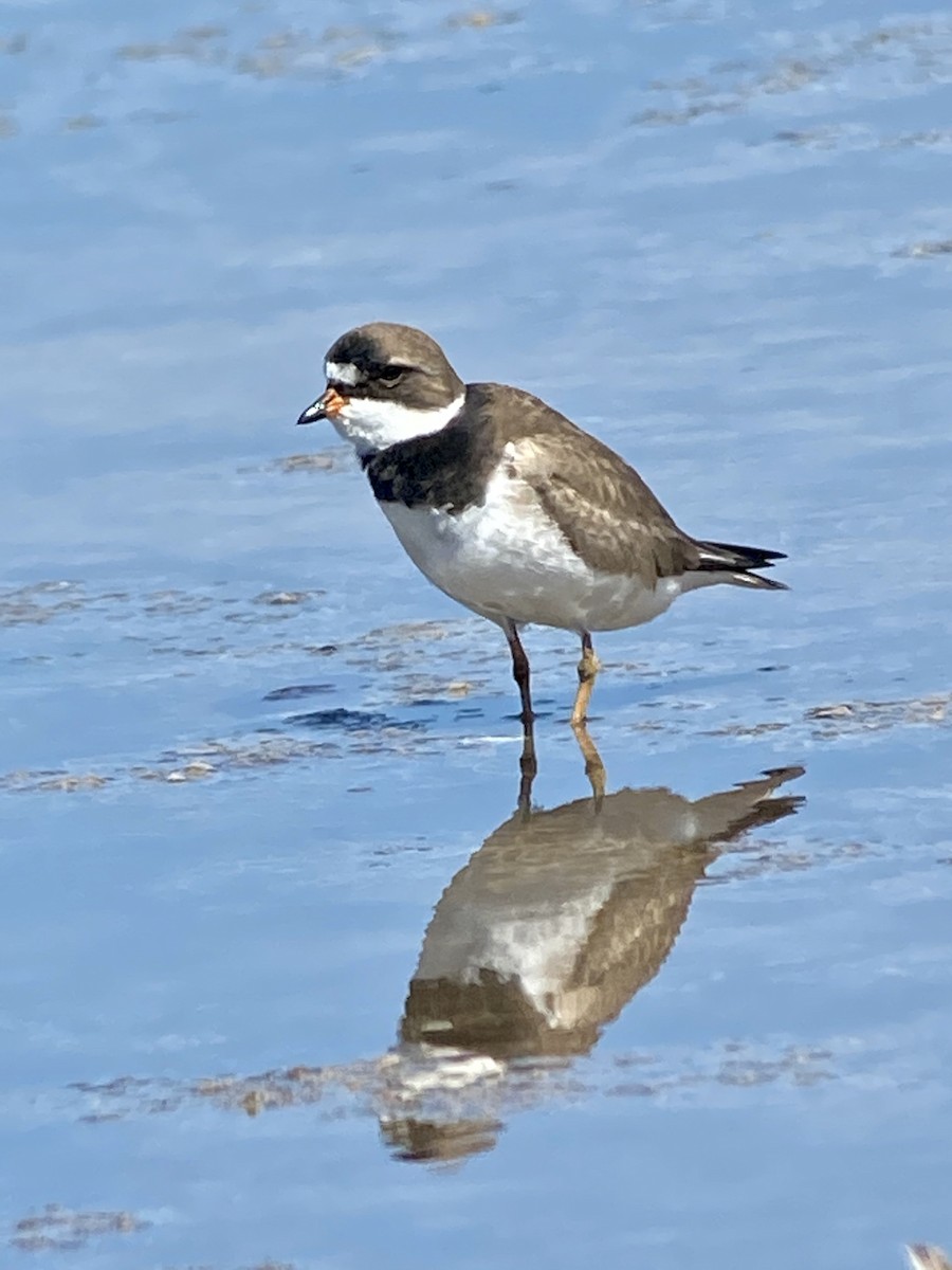 Semipalmated Plover - ML238077391