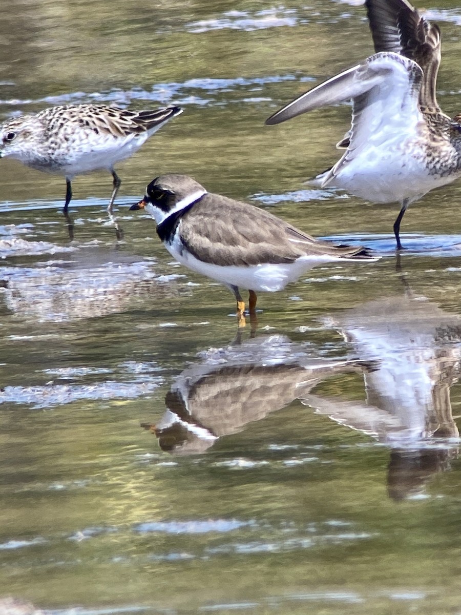 Semipalmated Plover - ML238077421