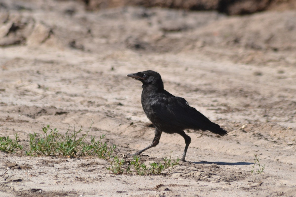 Carrion Crow - ML238078251