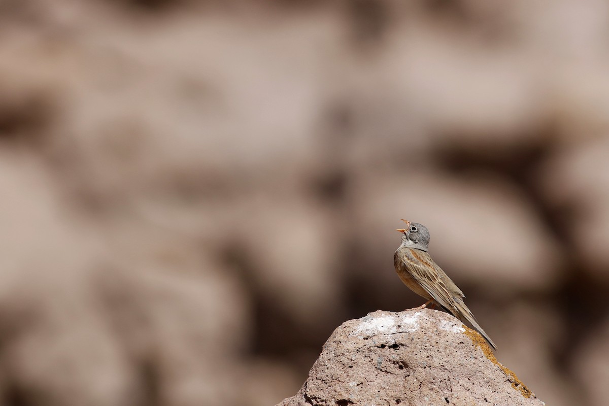 Gray-necked Bunting - ML238078921