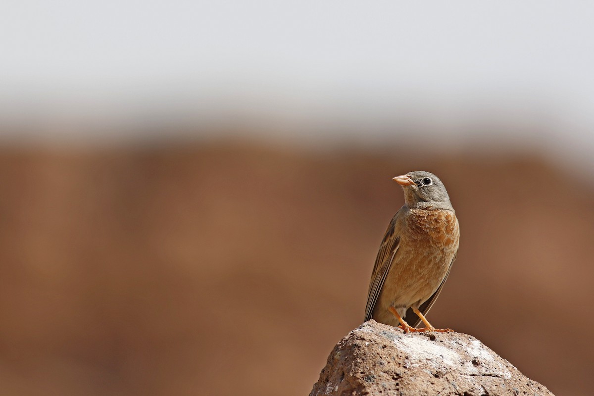 Gray-necked Bunting - ML238078961