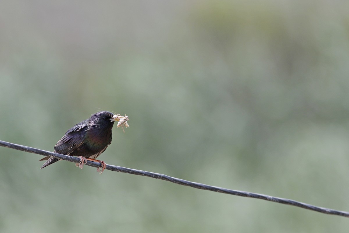 European Starling - ML238079591